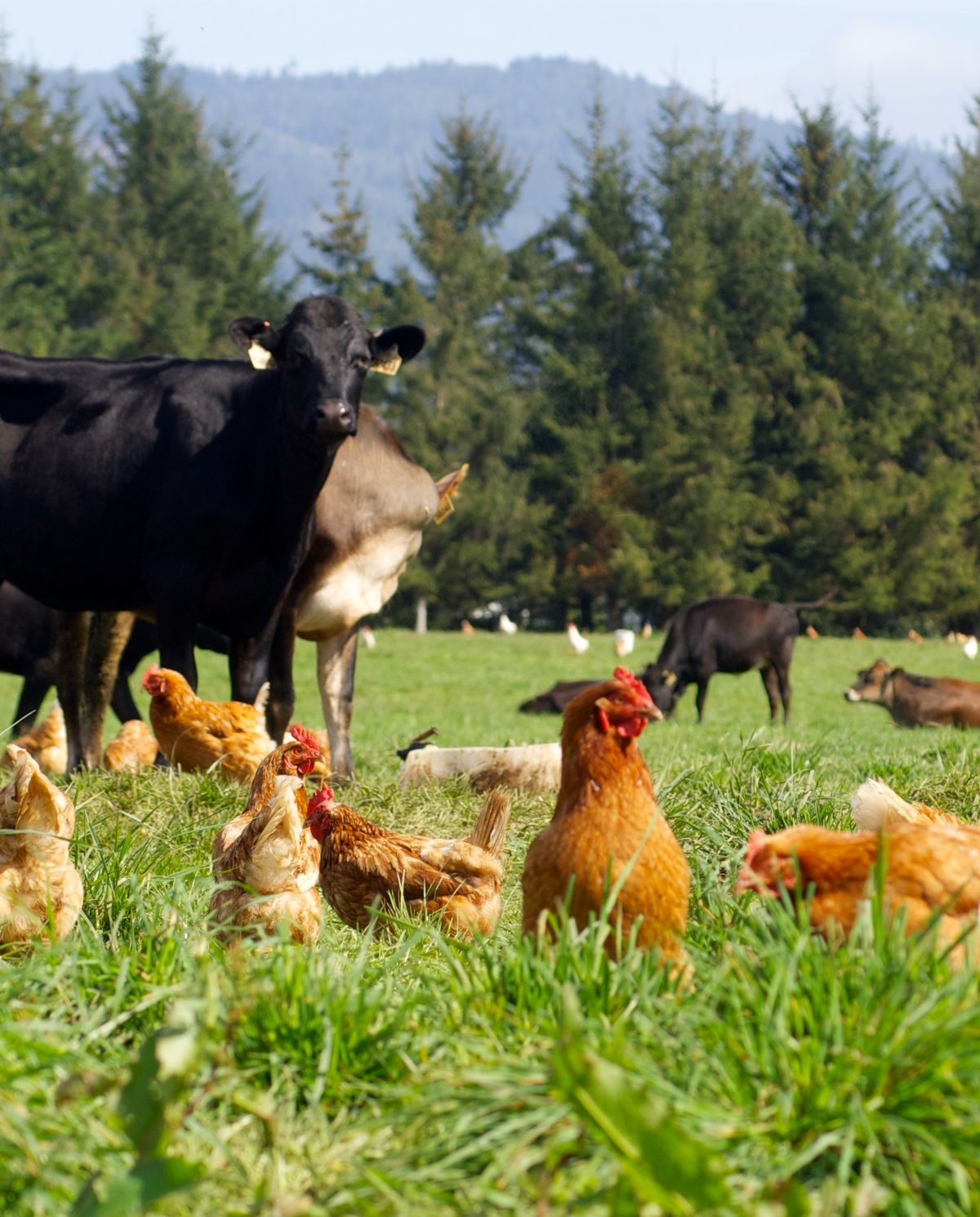 Livestock Development